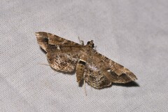 Merodictya marmorata