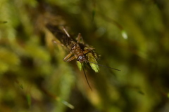 Gripopterygidae