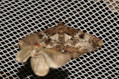 Paradromulia ambigua