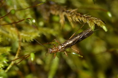 Gripopterygidae