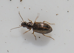 Dicheirotrichus placidus