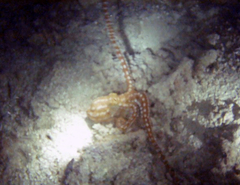 Callistoctopus ornatus