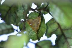 Udea notata