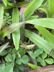 Pseudoxya