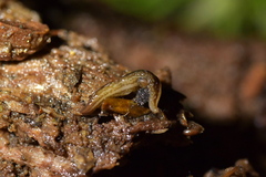 Australopacifica jacksoniana
