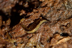 Australopacifica jacksoniana
