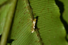 Sabatinca chalcophanes