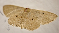 Scopula minorata
