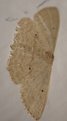 Scopula minorata