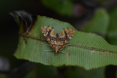 Musotima nitidalis