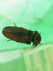 Tetralobus flabellicornis