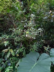 Lysionotus pauciflorus