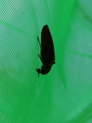 Tetralobus flabellicornis