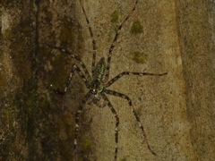 Pandercetes