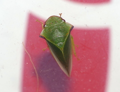 Tituria angulata
