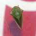 Tituria angulata - Photo (c) blackdogto, algunos derechos reservados (CC BY-NC), subido por blackdogto