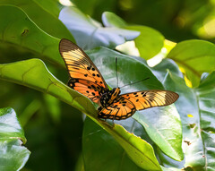 Pseudacraea boisduvalii