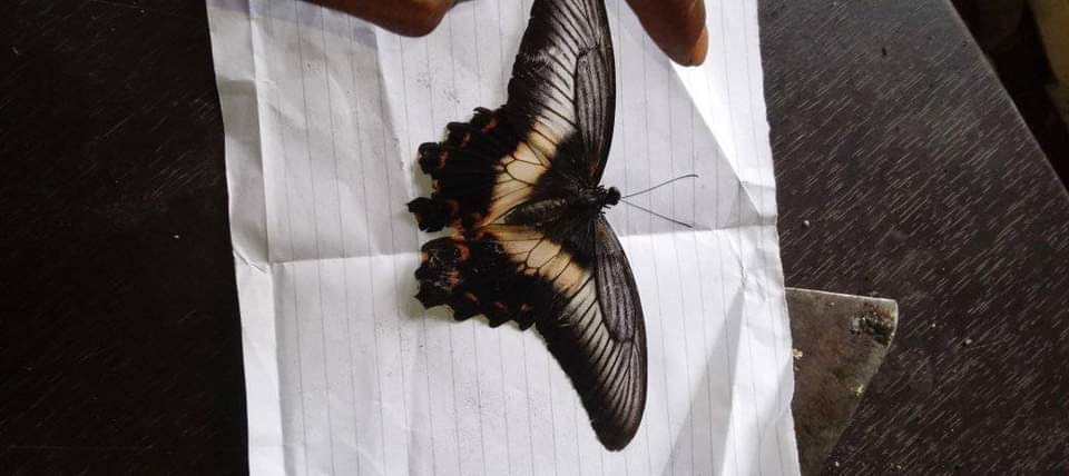 Timor Swallowtail
