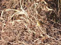 Emberiza personata