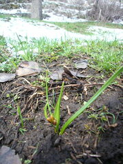 Puschkinia scilloides