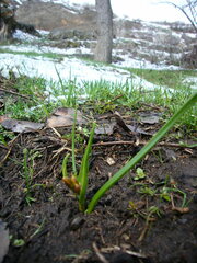 Puschkinia scilloides