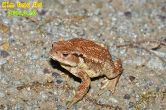 Bufo sachalinensis