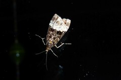 Scoparia minusculalis