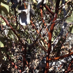 Arctostaphylos glauca