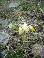 Iris caucasica