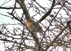 Erithacus rubecula