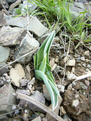 Tulipa