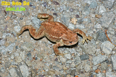 Bufo sachalinensis