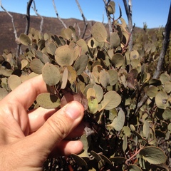 Arctostaphylos glauca