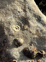 Siphonaria denticulata