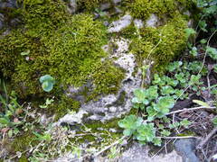 Hylotelephium caucasicum