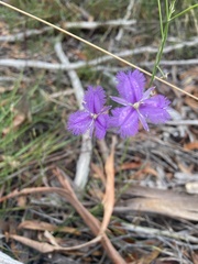 Thysanotus tuberosus