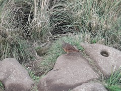 Bambusicola sonorivox