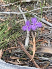 Thysanotus tuberosus
