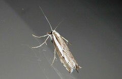 Orocrambus vittellus