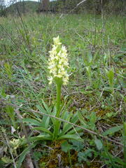 Orchis pallens
