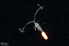 Eucalanidae