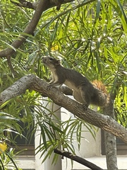 Callosciurus finlaysonii