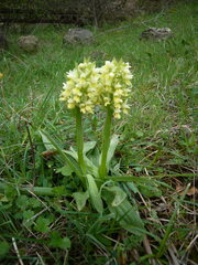 Orchis pallens