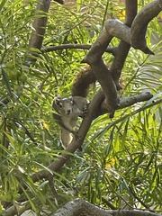Callosciurus finlaysonii