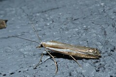 Orocrambus vittellus