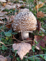 Amanita pantherina