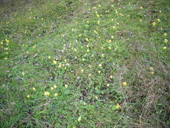 Primula veris