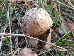 Amanita pantherina