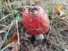 Amanita muscaria