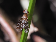 Trypetoptera punctulata